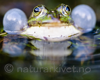 BB 15 0541 / Pelophylax esculentus / Hybridfrosk